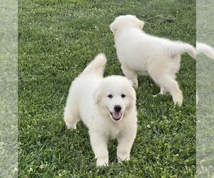 Great Pyrenees Puppy for sale in PLAINFIELD, IN, USA