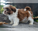 Puppy Arno Shih Tzu