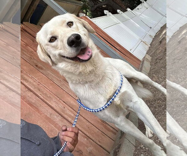 Medium Photo #2 Labrador Retriever-Unknown Mix Puppy For Sale in San Diego, CA, USA