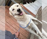 Small #1 Labrador Retriever Mix