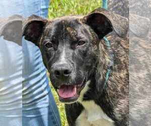 Mountain Cur-Unknown Mix Dogs for adoption in Anniston, AL, USA