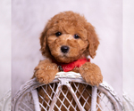 Small Photo #94 Goldendoodle (Miniature) Puppy For Sale in WARSAW, IN, USA