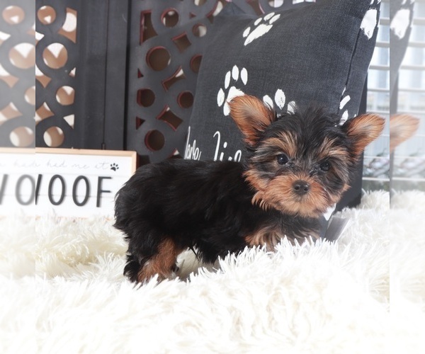 Medium Photo #4 Yorkshire Terrier Puppy For Sale in MOUNT VERNON, OH, USA
