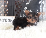 Small #3 Yorkshire Terrier