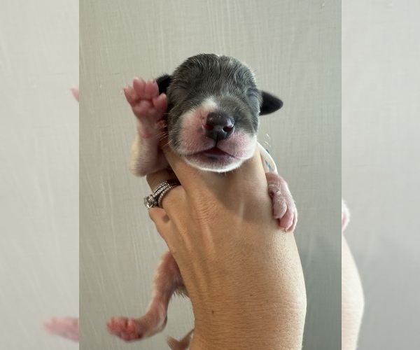 Medium Photo #3 Great Dane Puppy For Sale in HALLETTSVILLE, TX, USA