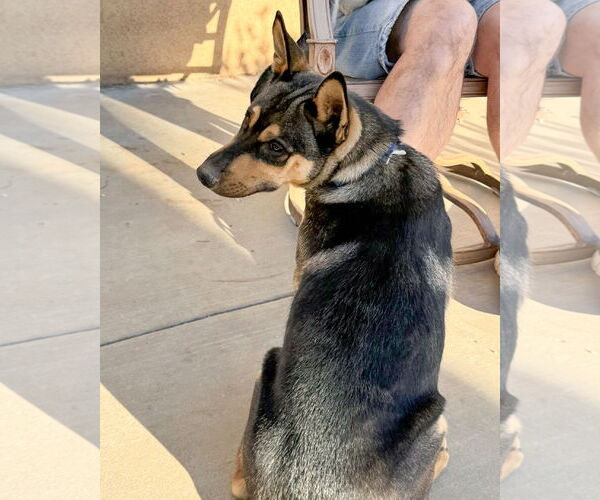 Medium Photo #2 Gerberian Shepsky Puppy For Sale in Corona, CA, USA