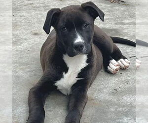 Mutt Dogs for adoption in Bristol, CT, USA