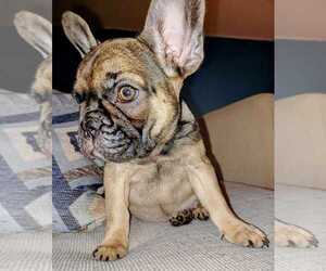French Bulldog Puppy for sale in TAMPA, FL, USA