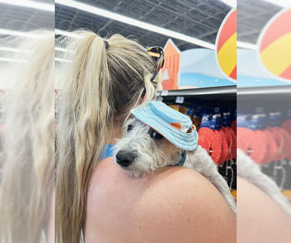 Medium Photo #3 Cairn Terrier-Unknown Mix Puppy For Sale in Chandler, AZ, USA