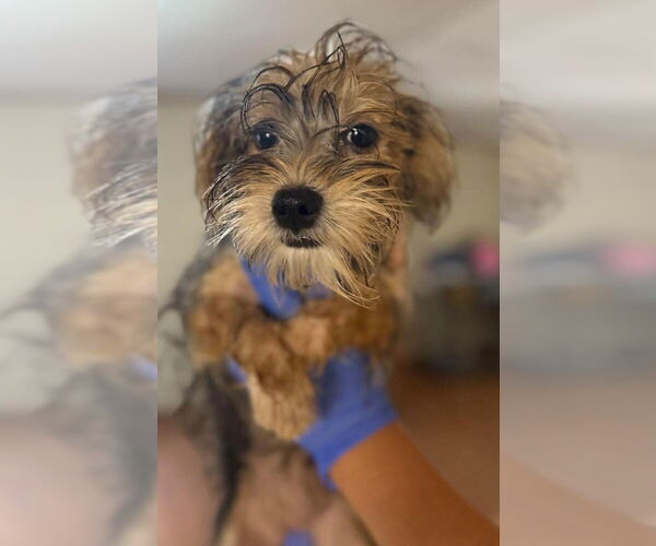 Medium Photo #3 Mutt Puppy For Sale in New York, NY, USA