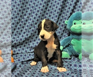 Great Dane Puppy for sale in BANGOR, WI, USA