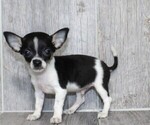 Puppy Puppy 6 Chihuahua