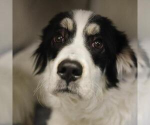 Labrenees Dogs for adoption in San Antonio, TX, USA