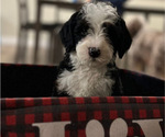 Puppy Bo Peep Bernedoodle