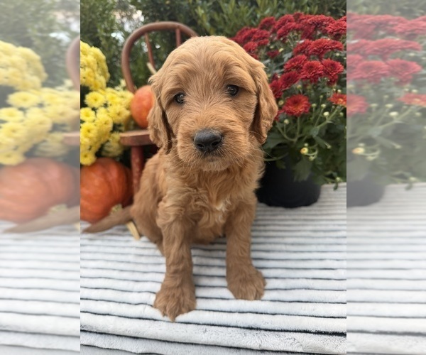Medium Photo #3 Goldendoodle Puppy For Sale in WOODBURN, IN, USA