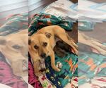 Small Photo #13 Mutt Puppy For Sale in pomfret, CT, USA