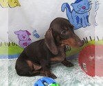 Small #4 Dachshund
