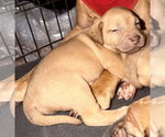 Small Photo #7 American Staffordshire Terrier-Unknown Mix Puppy For Sale in Holly Springs, NC, USA