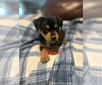 Small Photo #12 Miniature Australian Shepherd-Mutt Mix Puppy For Sale in WACO, TX, USA