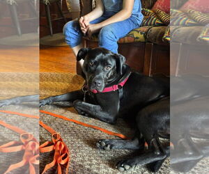 Labrador Retriever-Unknown Mix Dogs for adoption in Woodbury, NY, USA