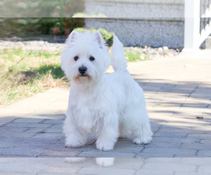 Father of the West Highland White Terrier puppies born on 06/08/2025