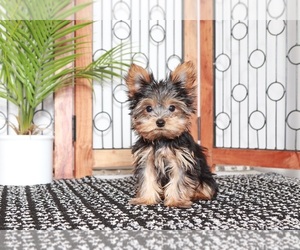 Yorkshire Terrier Puppy for sale in NAPLES, FL, USA