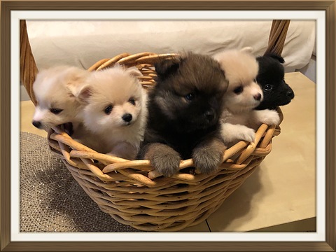 Medium Photo #1 Pomeranian Puppy For Sale in BRICK, NJ, USA