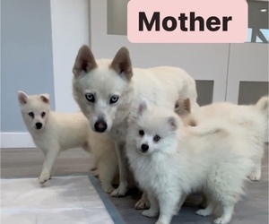 Mother of the Pomsky puppies born on 12/31/2023