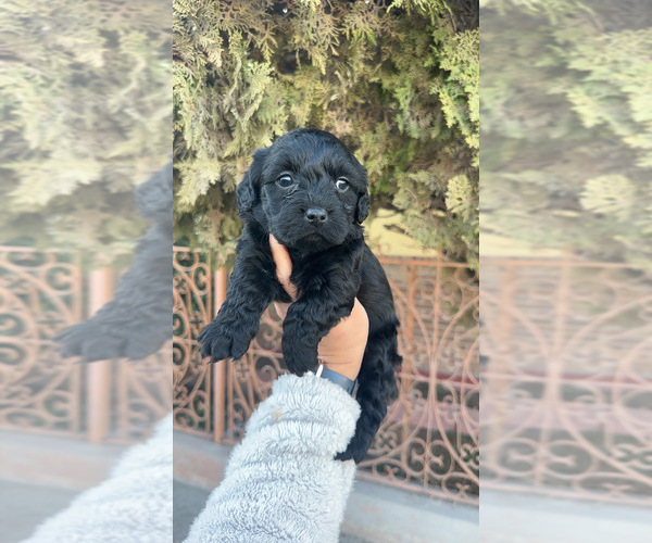 Medium Photo #2 Maltipoo (Toy) Puppy For Sale in EL PASO, TX, USA