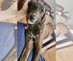 Small Photo #8 Coonhound-Plott Hound Mix Puppy For Sale in Wakefield, RI, USA