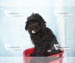 Small Photo #4 Poodle (Miniature) Puppy For Sale in SANGER, TX, USA