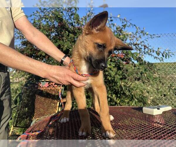 Medium Photo #1 German Shepherd Dog-Unknown Mix Puppy For Sale in McKinleyville, CA, USA