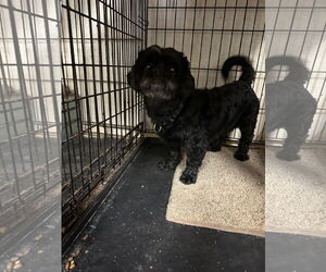 Paddington - Male Pekingese-Unknown Mix Dog for Adoption - Photo #2