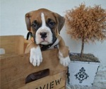 Small Photo #3 Boxer Puppy For Sale in HONEY BROOK, PA, USA