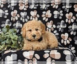 Small Photo #5 Bichpoo Puppy For Sale in NEW HOLLAND, PA, USA