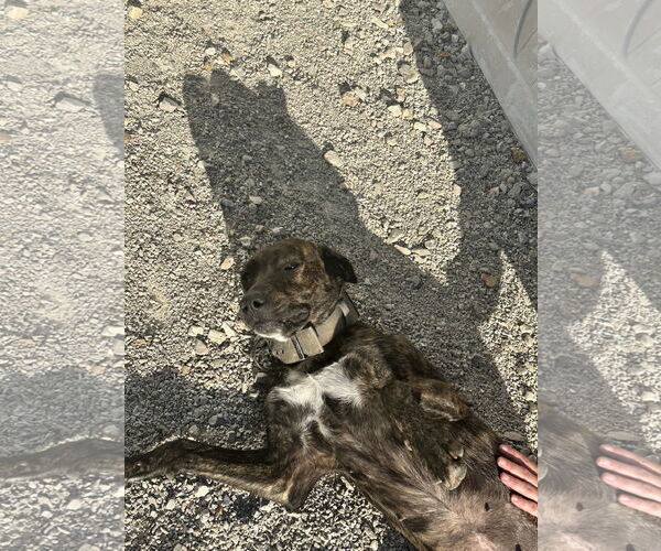 Medium Photo #3 Catahoula Leopard Dog-Unknown Mix Puppy For Sale in Stover, MO, USA