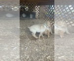 Small Photo #11 Labrador Retriever Puppy For Sale in ASHEVILLE, NC, USA