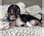 Small #11 Chihuahua