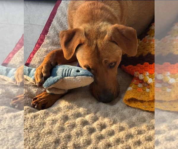 Medium Photo #7 Mutt Puppy For Sale in Holly Springs, NC, USA