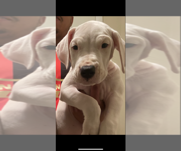 Medium Photo #1 Dogo Argentino Puppy For Sale in LAWRENCEVILLE, GA, USA
