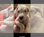 Small Photo #1 Dogo Argentino Puppy For Sale in LAWRENCEVILLE, GA, USA
