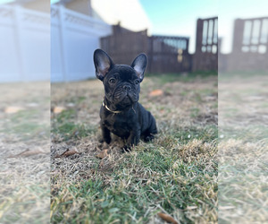 French Bulldog Puppy for sale in LINTHICUM HEIGHTS, MD, USA