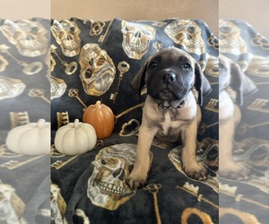 Cane Corso Puppy for Sale in DELHI, California USA