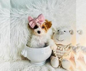 Medium Poodle (Toy)