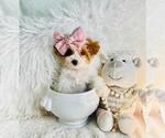 Puppy Puppy 9 Poodle (Toy)