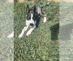 Small #2 Sheprador