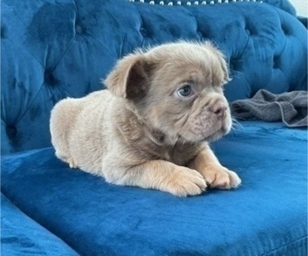 Medium Photo #5 English Bulldog Puppy For Sale in JERSEY CITY, NJ, USA