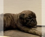 Small Photo #3 Pug Puppy For Sale in HILLTOP LAKES, TX, USA