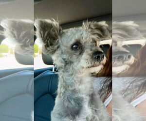Poodle (Miniature)-Unknown Mix Dogs for adoption in Huntington Beach, CA, USA