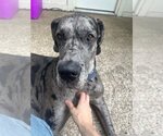 Small #5 Great Dane